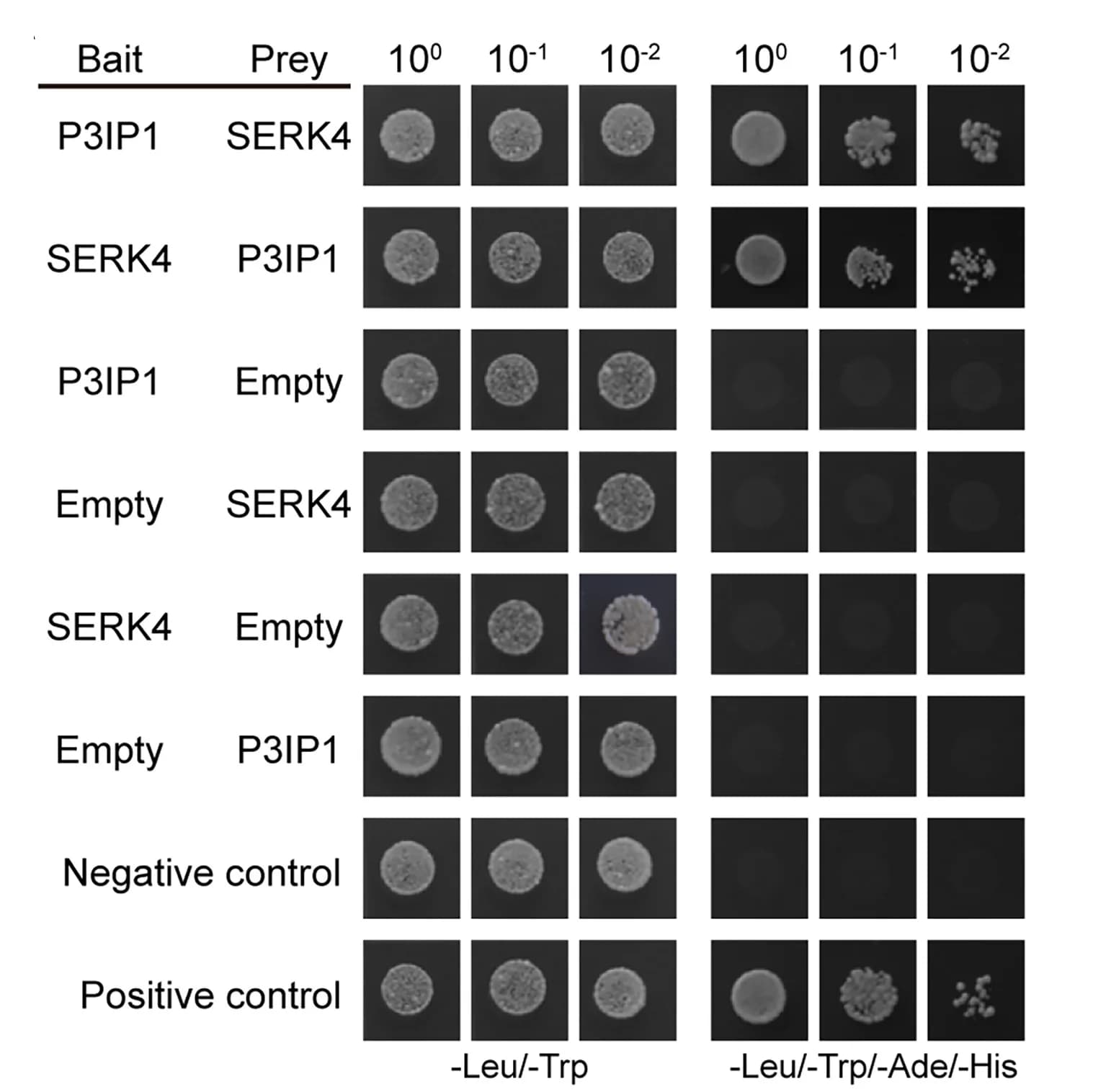 Open access visualization of Gel, Yeast Two-Hybrid Assay, Protein Interaction, Yeast Cells
