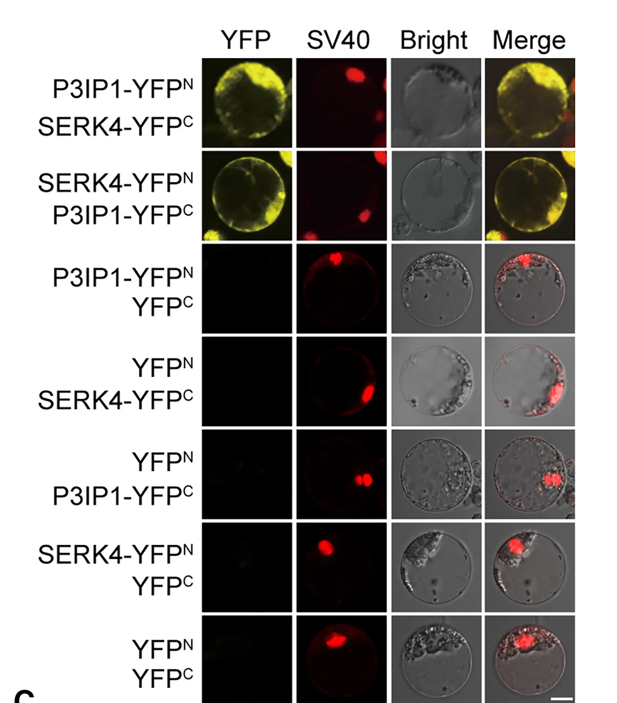 Open access visualization of Microscopy, BiFC Analysis, Protein Interaction, Rice Protoplasts