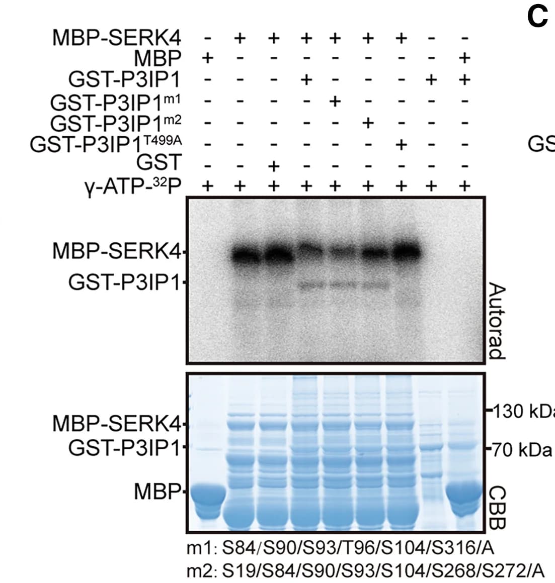 Open access visualization of Gel, Protein Kinase Activity, Radiolabeled ATP, Phosphorylation, Proteins