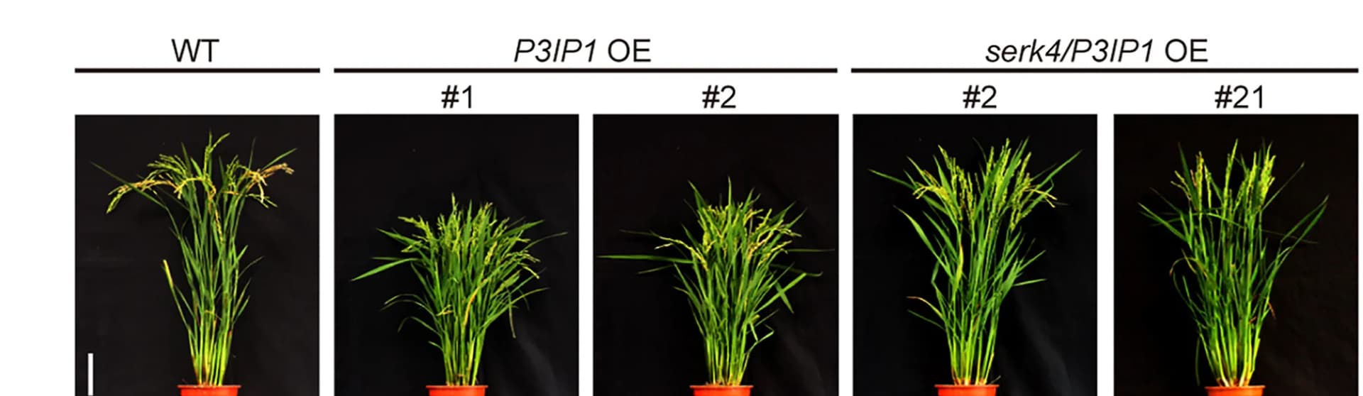 Open access visualization of Photo, Morphology, Transgenic Rice Lines, WT, P3IP1OE