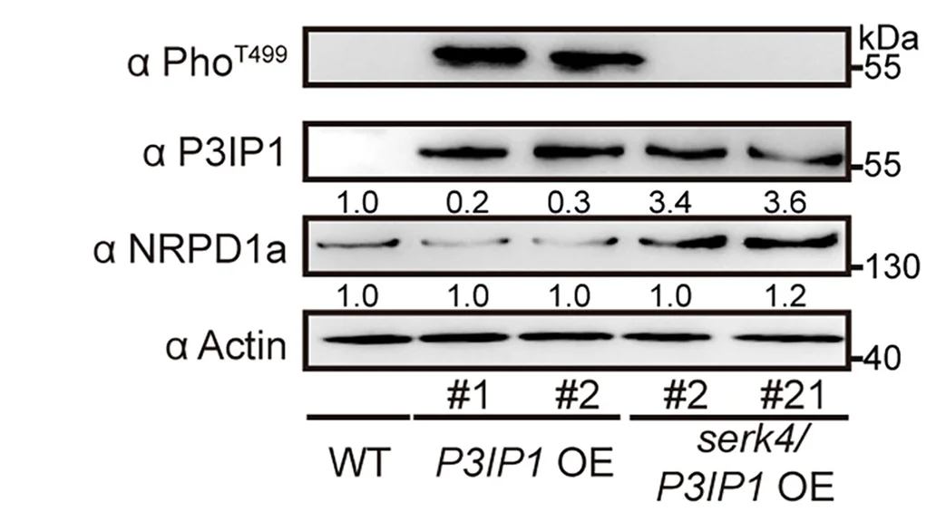 Open access visualization of Gel, Immunoblot Analysis, Phosphorylated P3IP1, P3IP1, NRPD1a