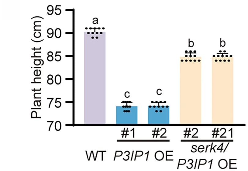 Open access visualization of Bar Plot, Error Bars, Statistical Analysis, Plant Height, Transgenic Rice Lines