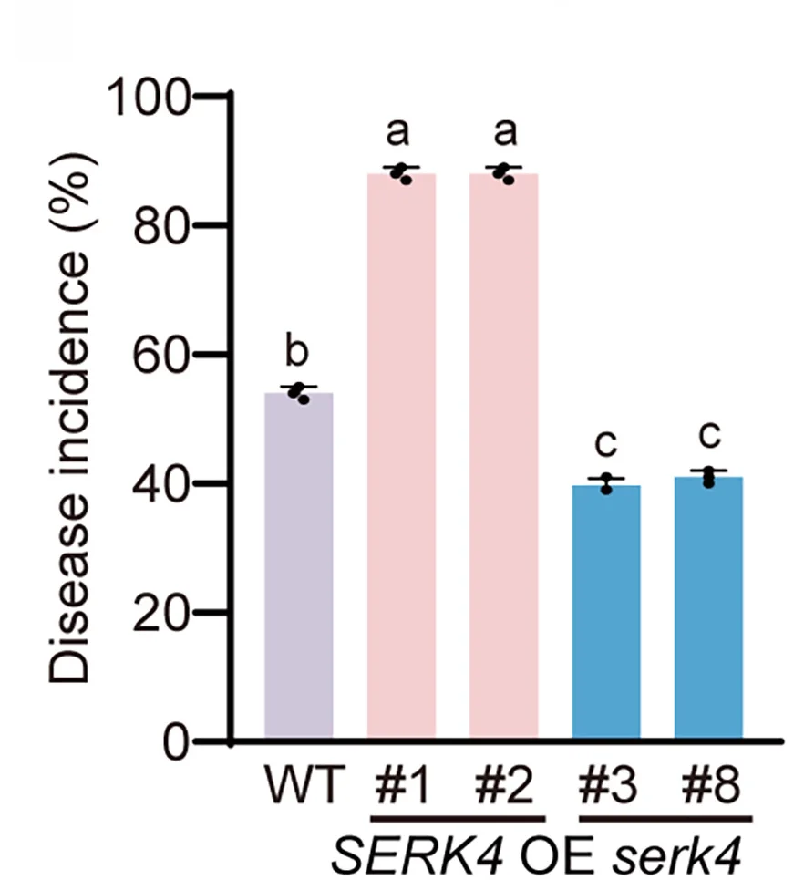 Open access visualization of Bar Plot, Error Bars, Disease Incidence, Rice Plants, RGSV