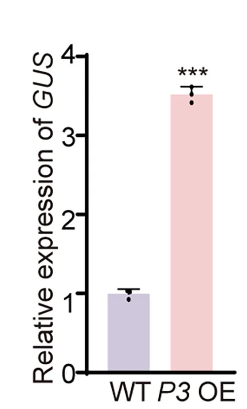 Open access visualization of Bar Plot, Error Bars, Quantitative Real-Time PCR, GUS, Transgenic Plants