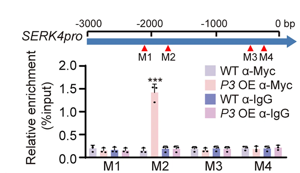 Open access visualization of Bar Plot, Error Bars, ChIP-qPCR, P3 Occupancy, Transgenic Plants