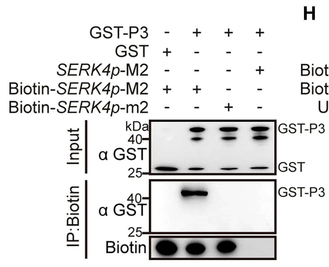 Open access visualization of Gel, In Vitro DNA Binding Assay, P3 Binding, Biotin Labeled Probes, Western Blot