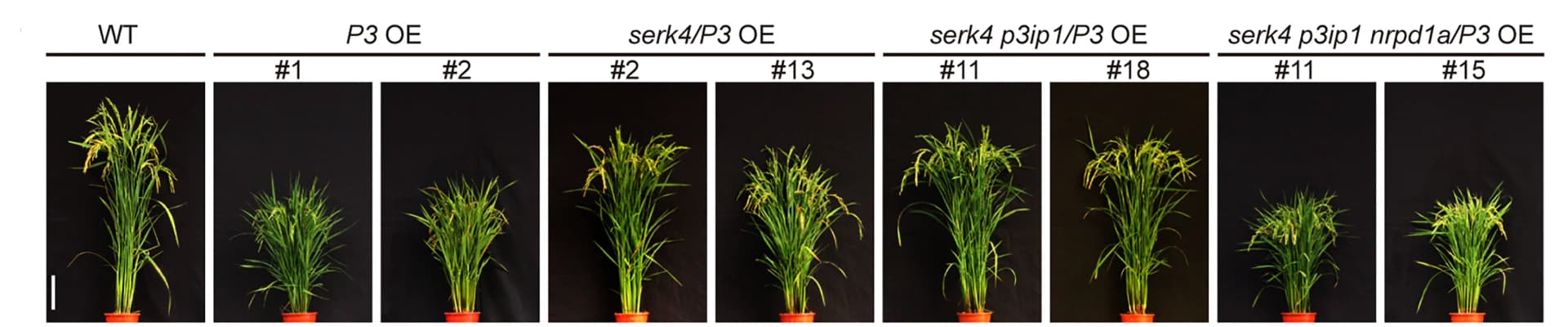 Open access visualization of Photo, Morphology, Transgenic Rice Lines