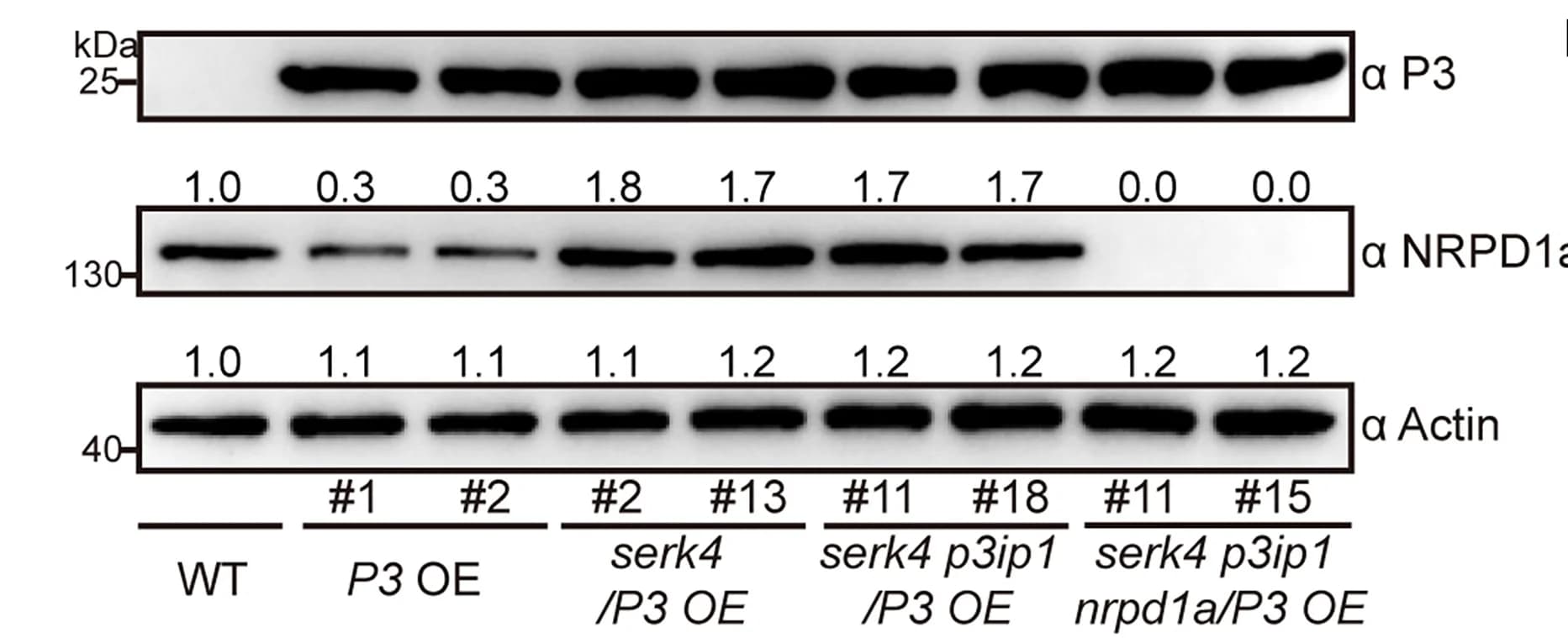 Open access visualization of Gel, Immunoblot Analysis, P3 Protein, NRPD1a, Actin