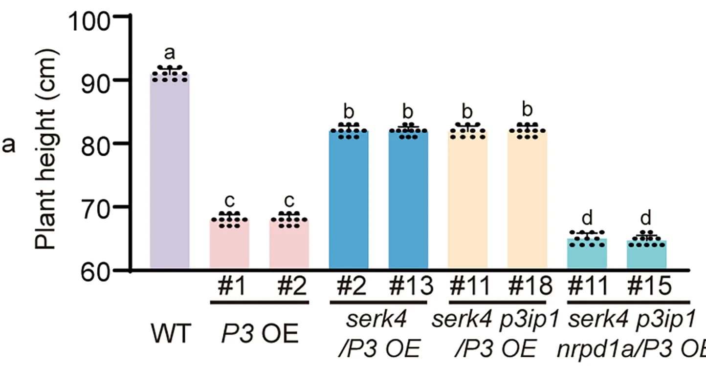 Open access visualization of Bar Plot, Statistical Analysis, Plant Height, Transgenic Rice Lines