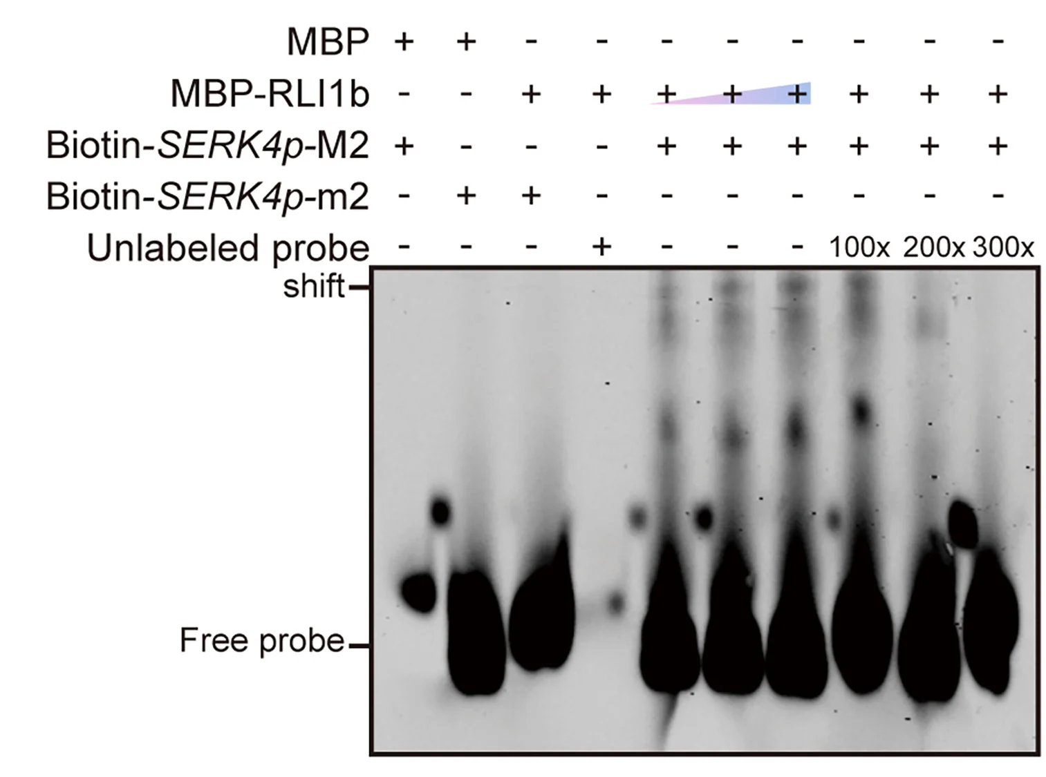 Open access visualization of Gel, EMSA, RLI1b, SERK4 Promoter, M2 Cis-Element