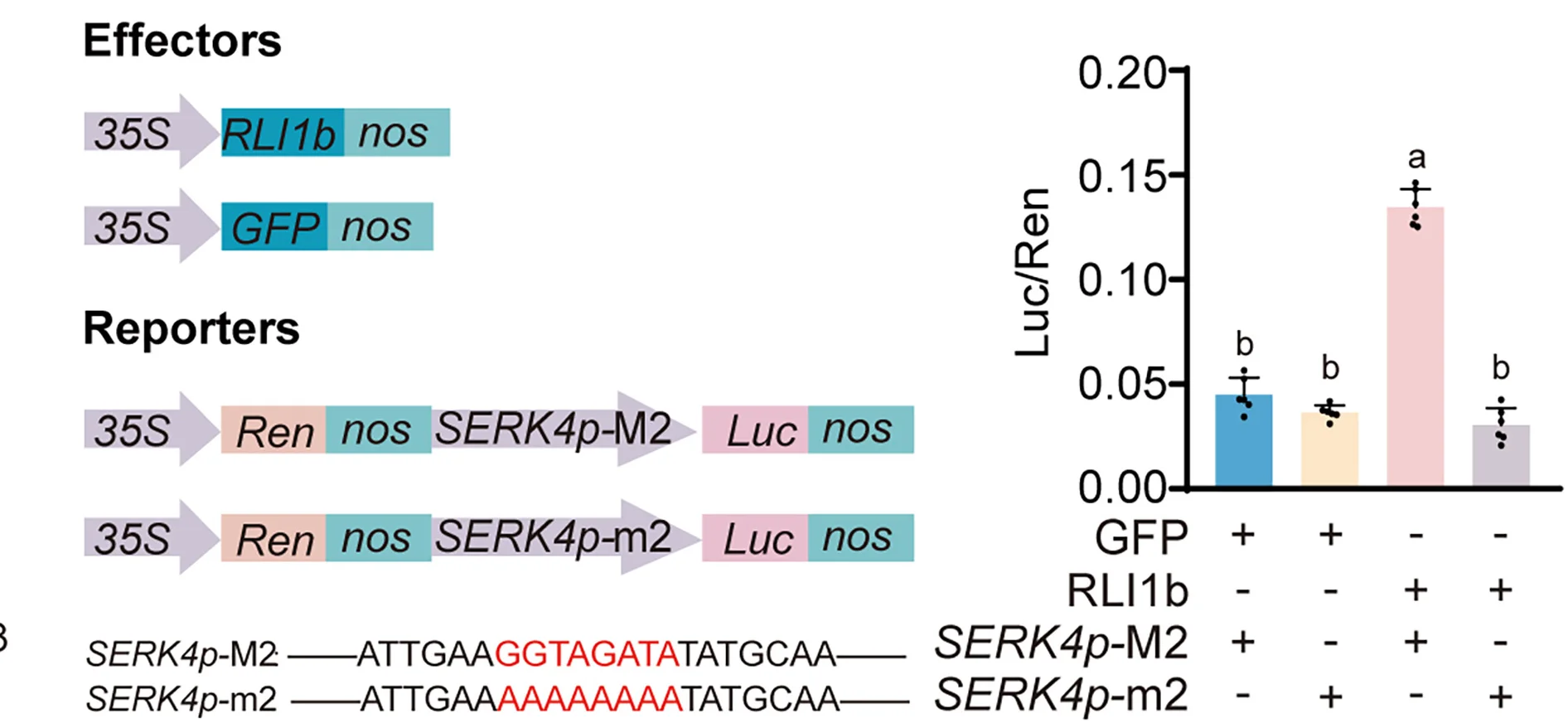 Open access visualization of Bar Plot, Error Bars, Workflow, Dual-Luciferase Assay, N. Benthamiana Leaves