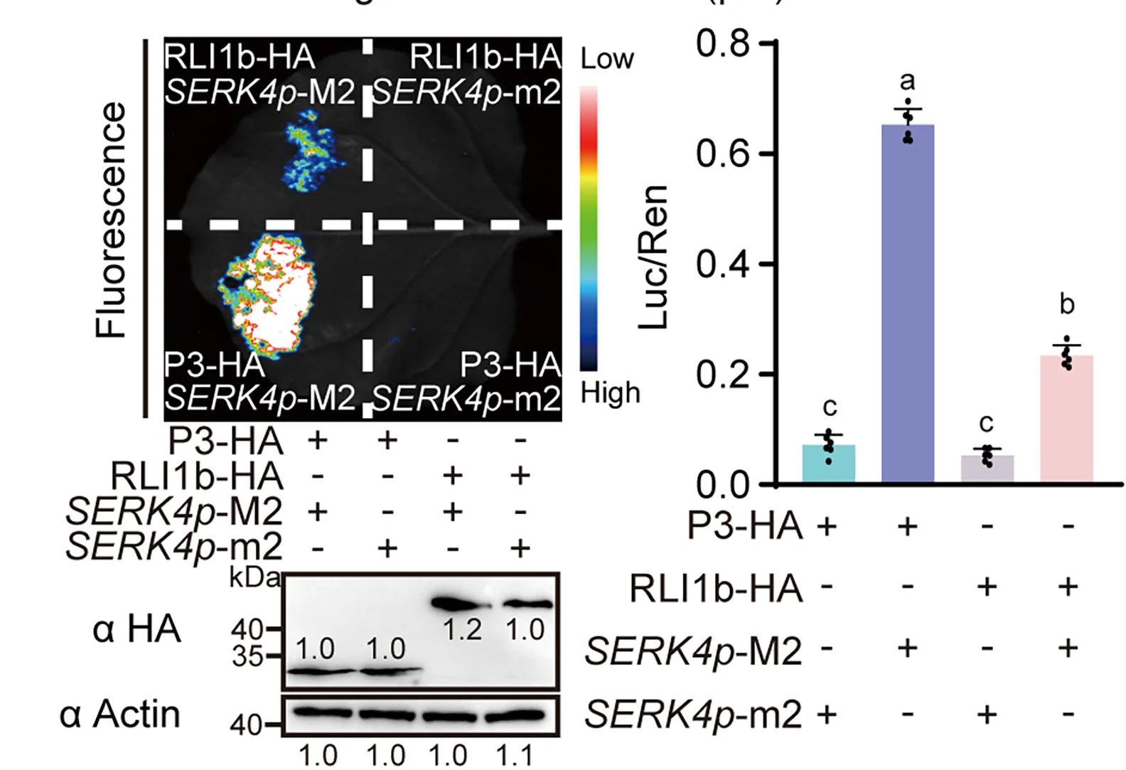 Open access visualization of Bar Plot, Gel, Photo, Transcriptional Activation, P3 Protein