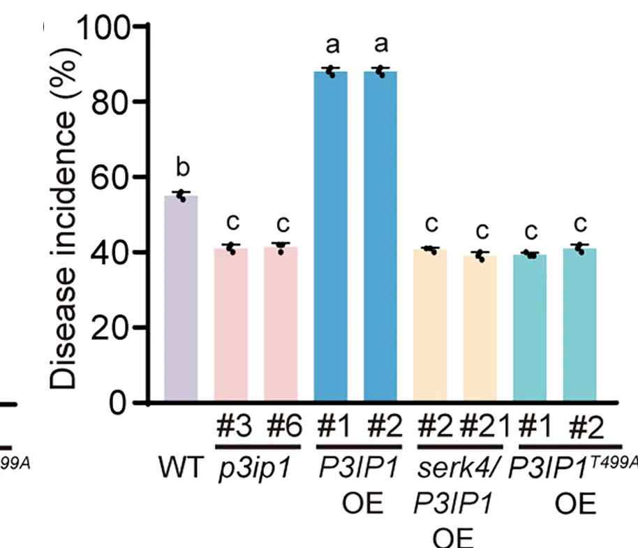Open access visualization of Bar Plot, Error Bars, Disease Incidence, Rice Plants, RGSV