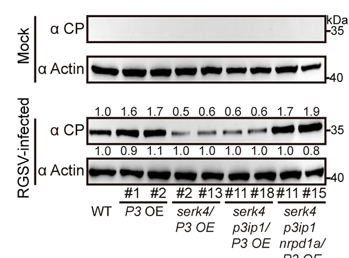 Open access visualization of Gel, Immunoblot Analysis, RGSV CP, Rice Plants, Actin