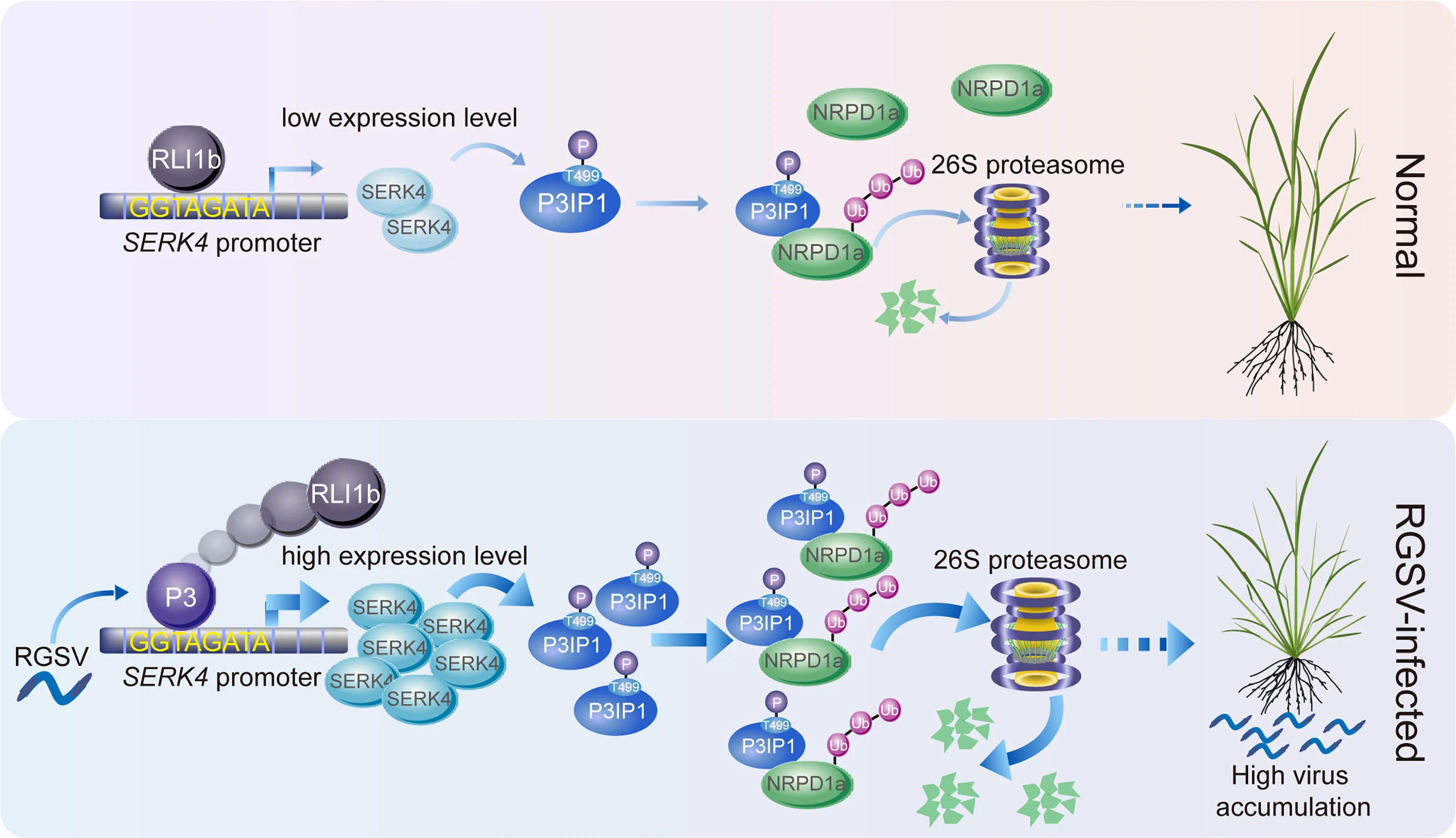 Open access visualization of Workflow, Illustration, Rice, RLI1b, SERK4 Promoter