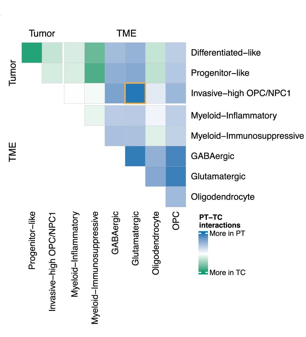 Open access visualization of Heatmap, Cell-Cell Interactions, Single-Cell Gene Expression, Glutamatergic Neurons, OPC/NPC1-Like Cells