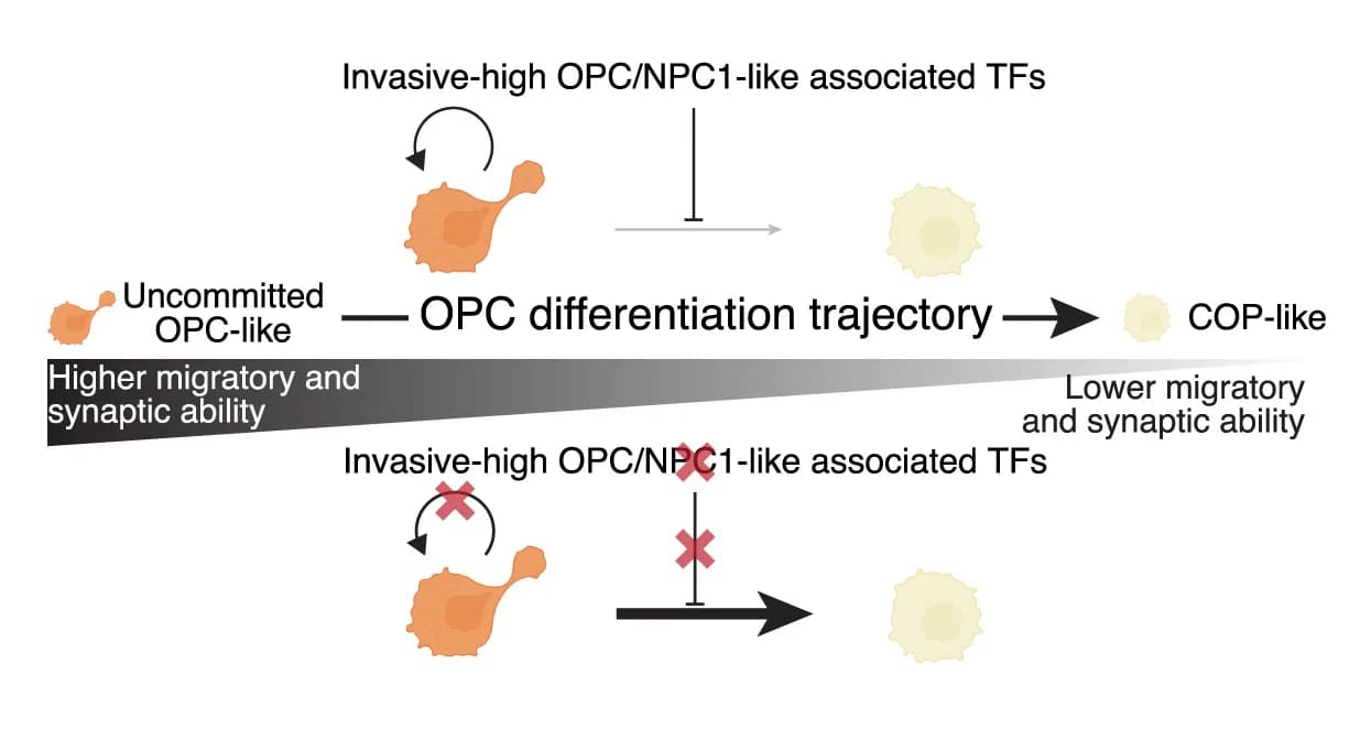 Open access visualization of Workflow, Illustration, Working Model, Uncommitted OPCs, Transcription Factors