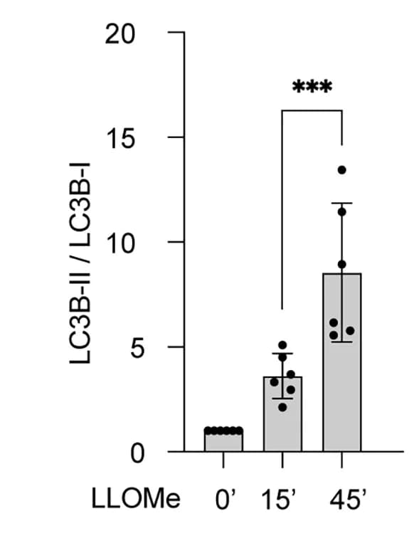 Open access visualization of Bar Plot, Error Bars, Quantification, LC3-II/LC3-I Intensity Ratio, Independent Experiments