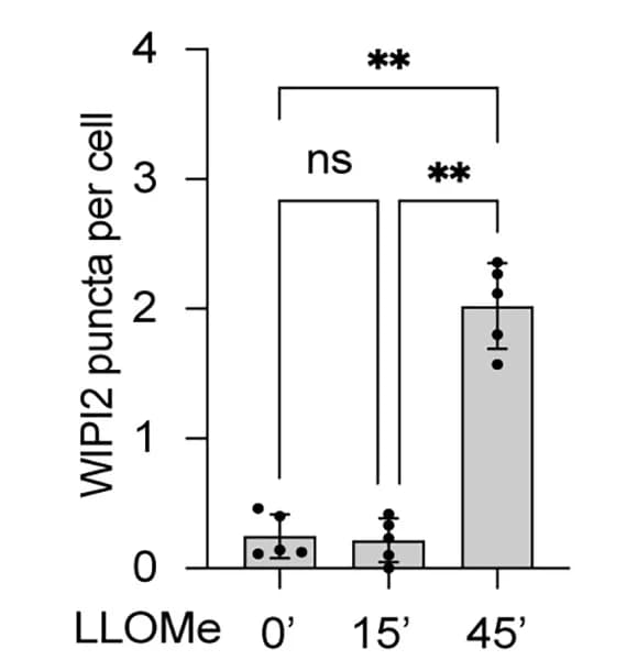 Open access visualization of Bar Plot, Error Bars, Quantification, Independent Experiments