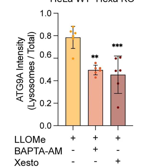 Open access visualization of Bar Plot, Error Bars, Quantification, Independent Experiments, Bar Graph
