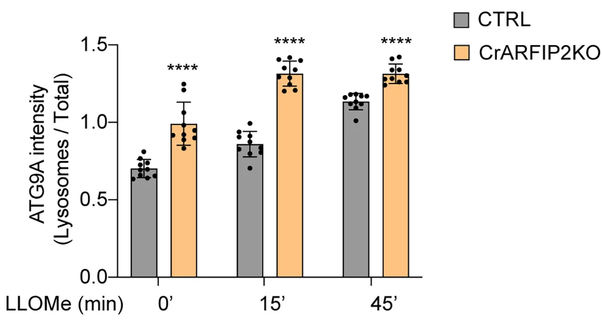 Open access visualization of Bar Plot, Error Bars, Clustered, Quantification, CrARFIP2KO Cells