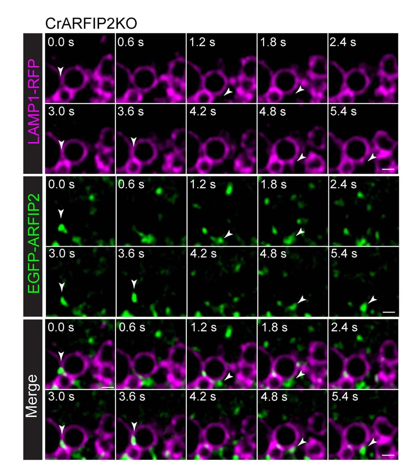 Open access visualization of Microscopy, Live Imaging, CrARFIP2KO, EGFP-ARFIP2, LAMP1-RFP