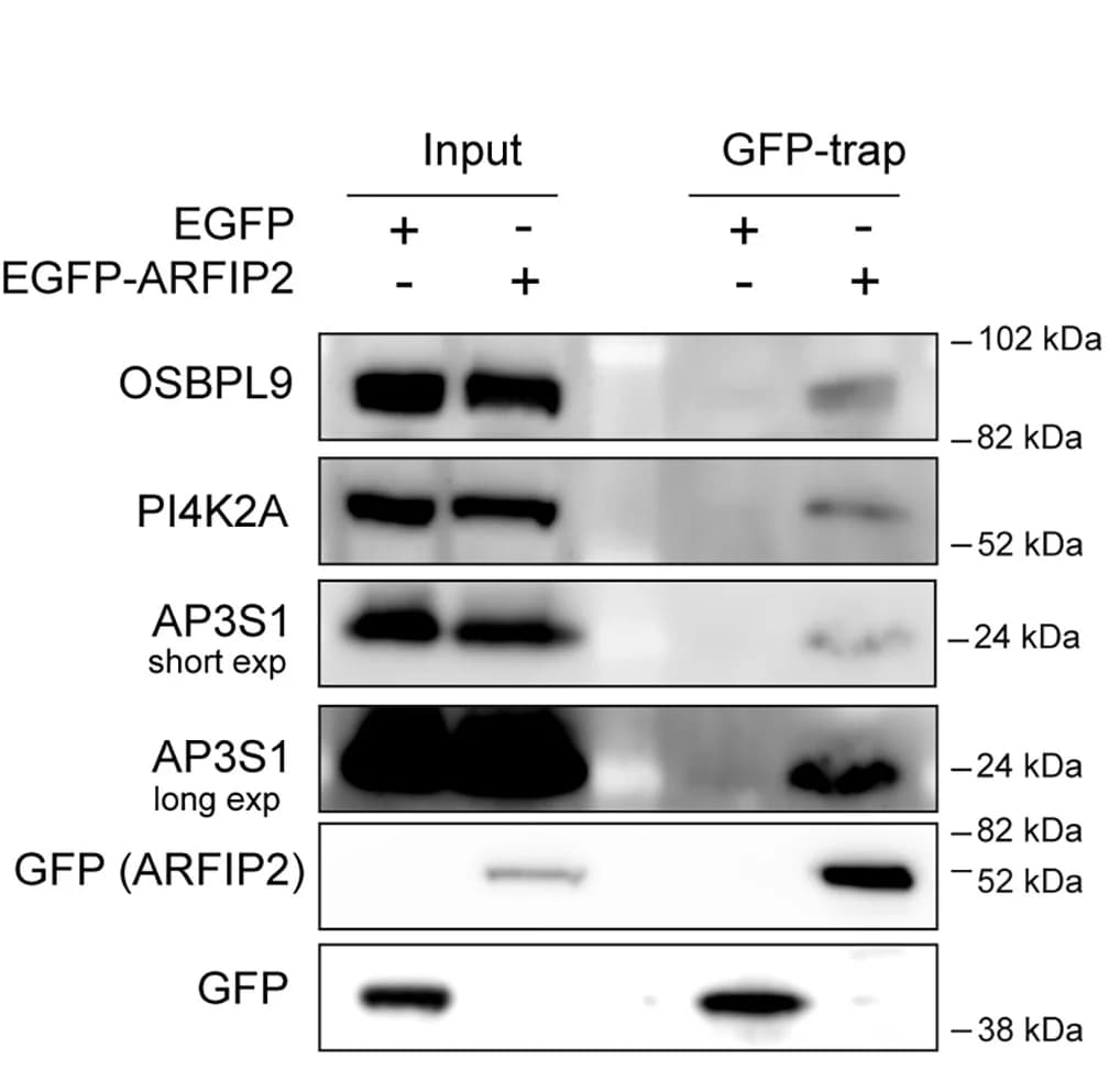 Open access visualization of Gel, Validation, GFP-trap