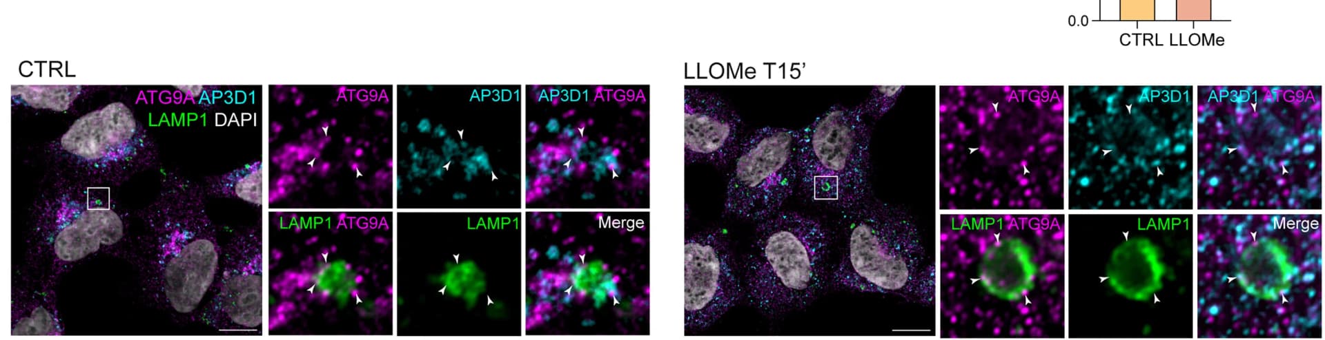 Open access visualization of Microscopy, Immunofluorescence, HEK293A Cells