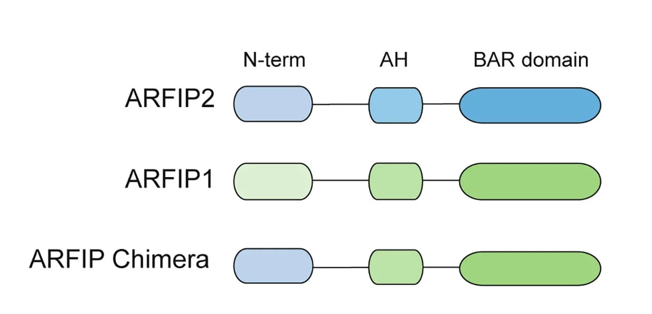 Open access visualization of Illustration, Schematics, ARFIP2 WT, ARFIP1 WT, ARFIP Chimera