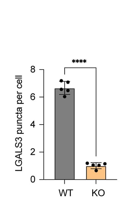 Open access visualization of Bar Plot, Error Bars, LGALS3, Quantification