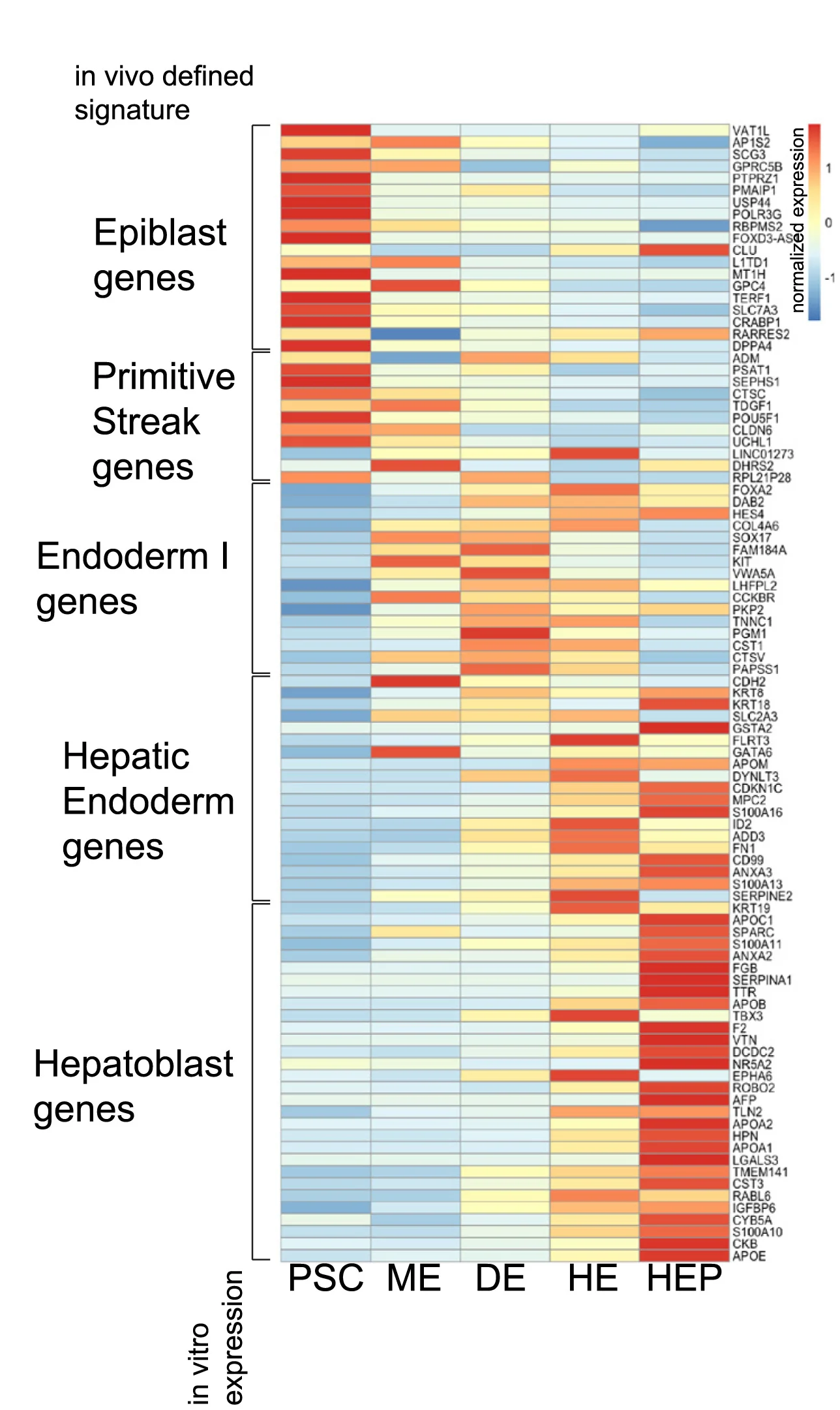 Open access visualization of Heatmap, Differentially Expressed Genes, In Vivo Clusters, In Vitro-Derived Cells, PSC