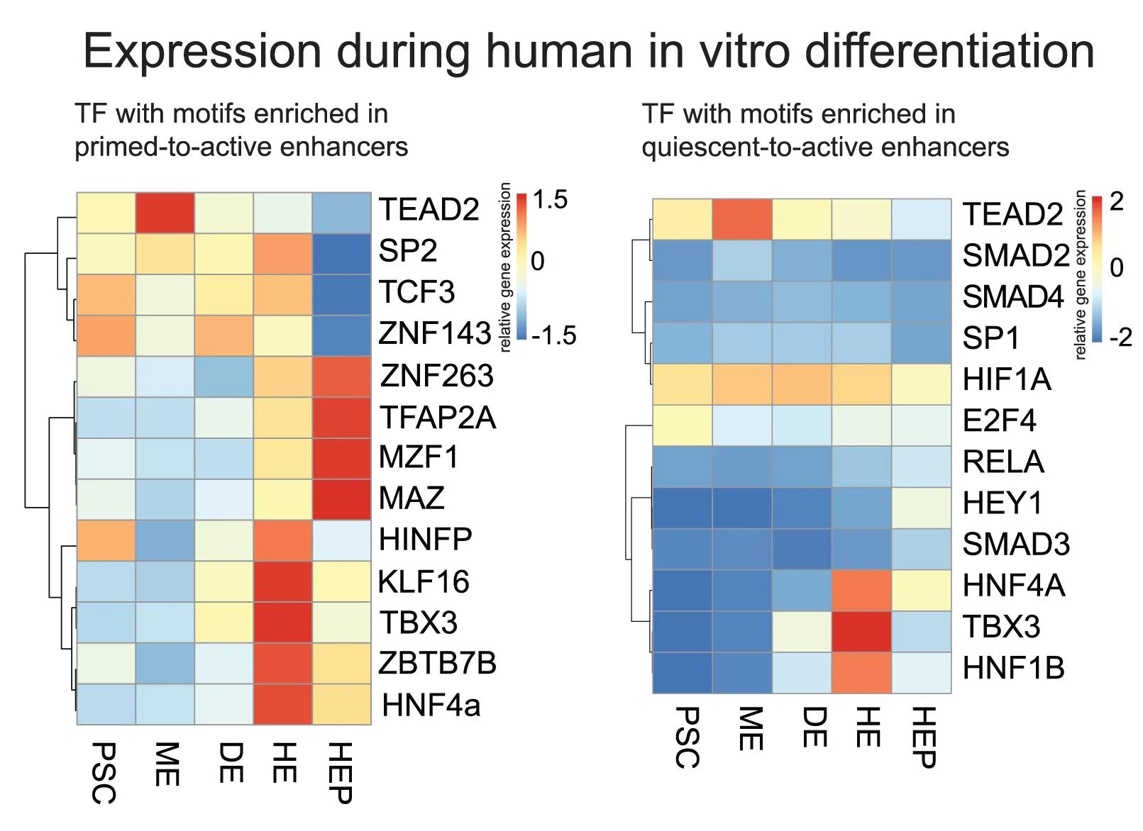 Open access visualization of Heatmap, Clustered, Clustered Heatmap, Expression Level, Transcription Factors