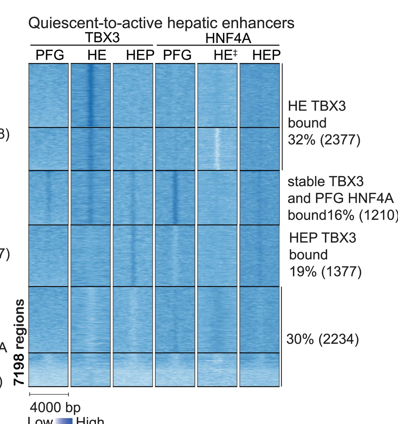 Open access visualization of Heatmap, HNF4A, ChIP-seq, Quiescent-to-active Enhancers, PFG