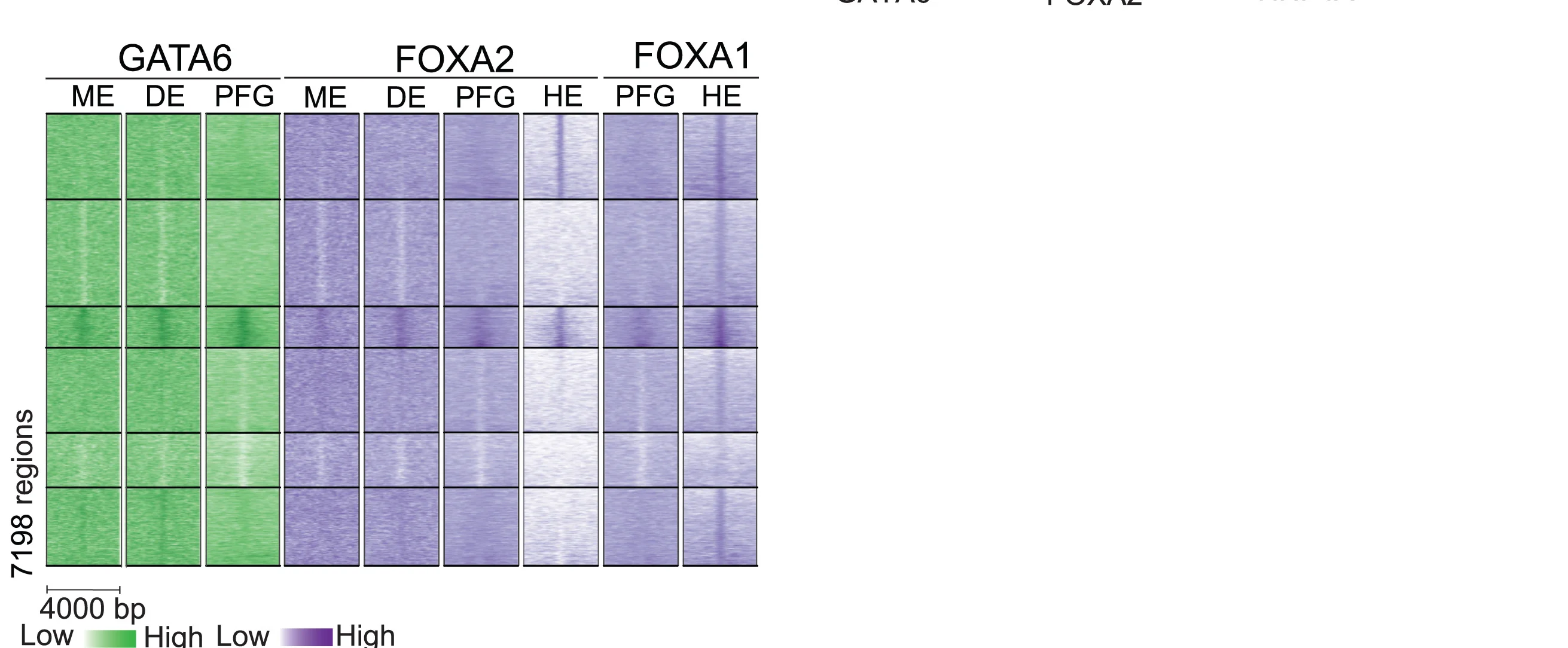 Open access visualization of Heatmap, GATA6, FOXA2, ChIP-seq, Quiescent-to-active Enhancers