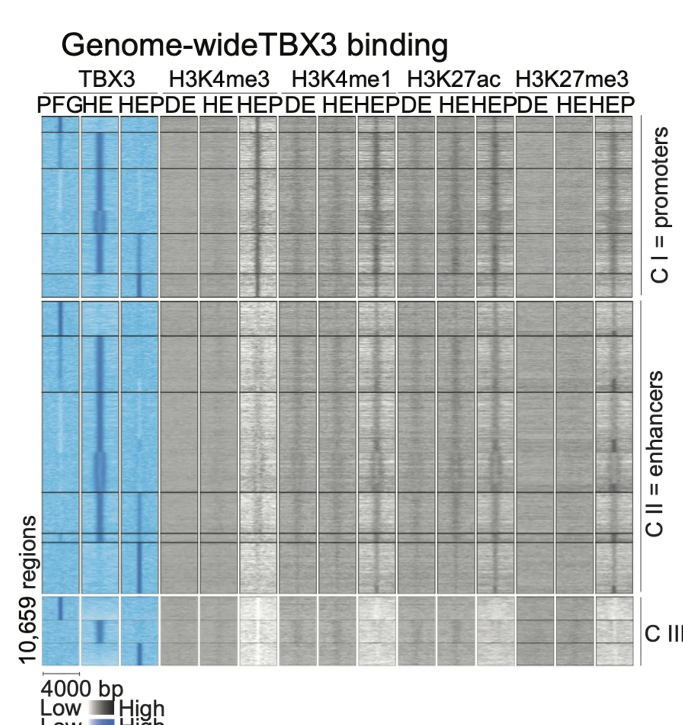 Open access visualization of Heatmap, ChIP-seq, Histone Modification, TBX3, PFG