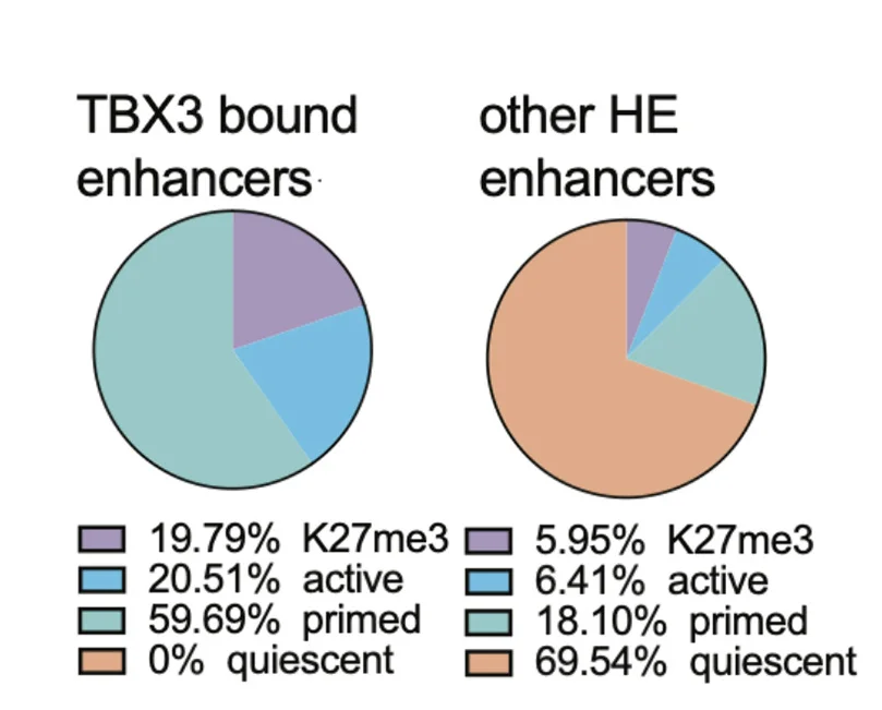 Open access visualization of Pie Chart, TBX3, Enhancers, HE Enhancers, HEP Stage