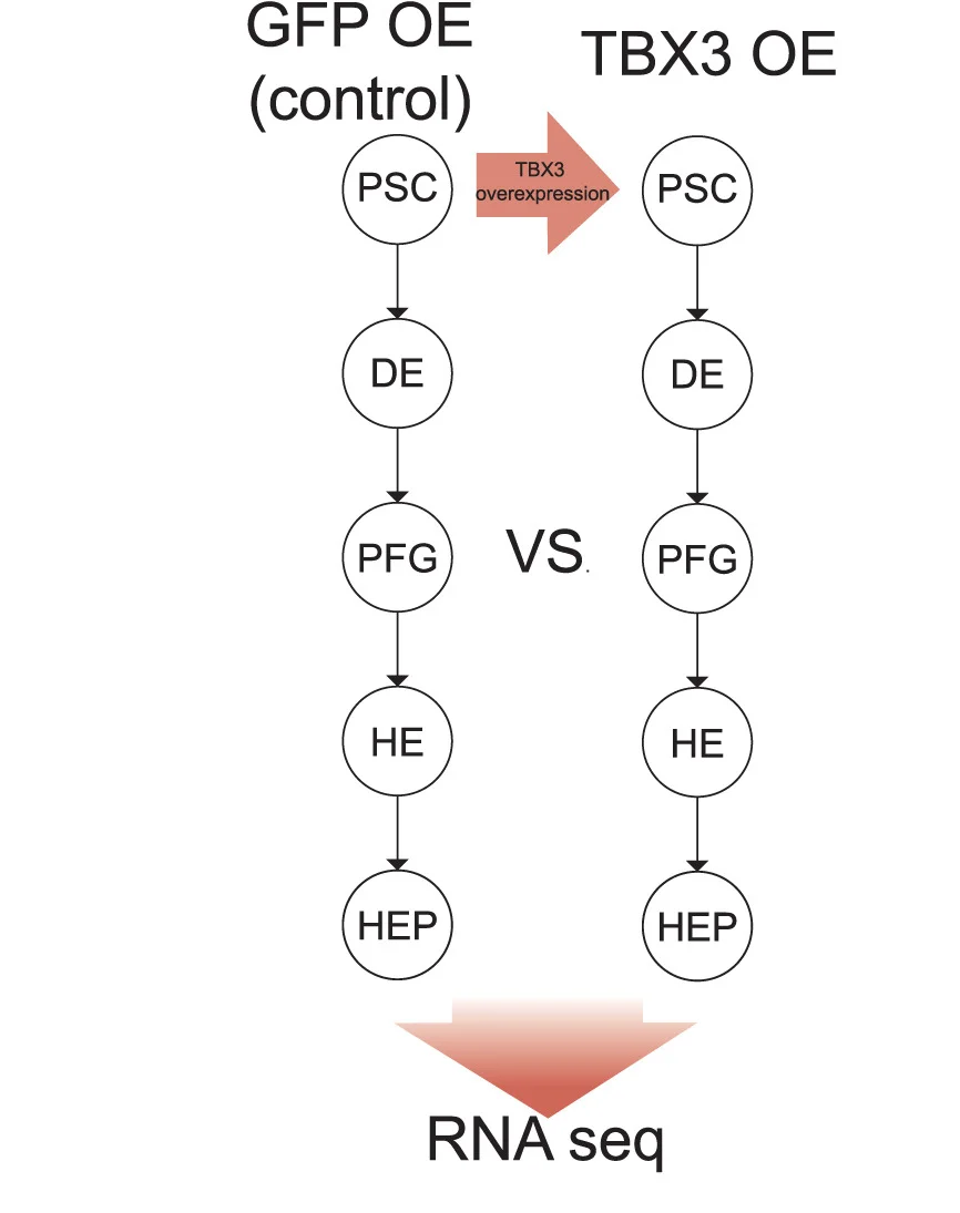 Open access visualization of Workflow, Flowchart, PSC, GFP, TBX3
