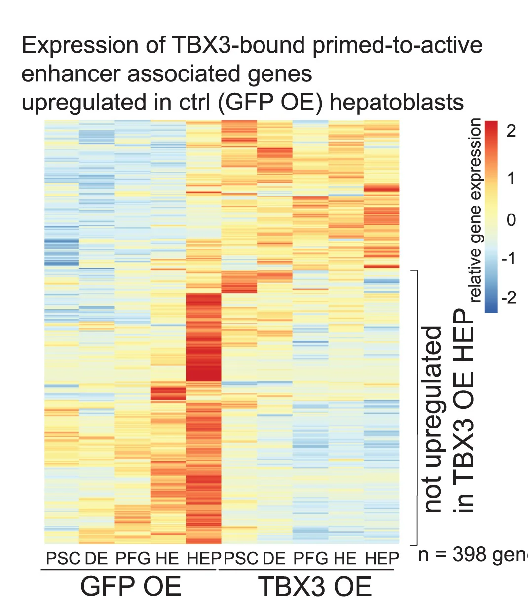 Open access visualization of Heatmap, Gene Expression, Enhancers, TBX3, GFP