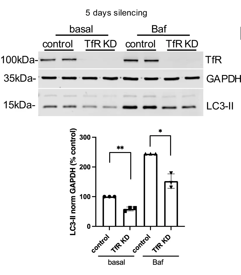 Open access visualization of Bar Plot, Error Bars, Gel, HeLa Cells, Transfection