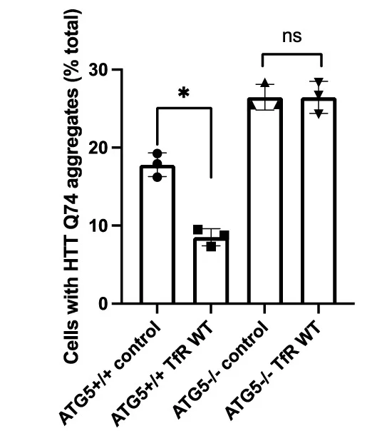 Open access visualization of Bar Plot, Error Bars, HeLa Cells, ATG5 Null Cells, ATG5 Control Cells