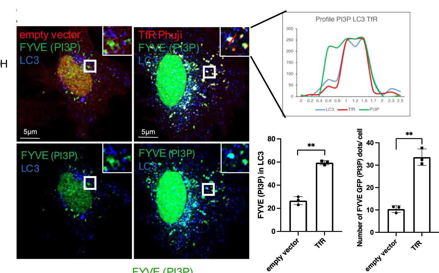 Open access visualization of Microscopy, Bar Plot, Line Plot, HeLa Cells, Transfection