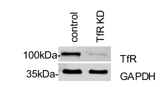 Open access visualization of Gel, TfR, GAPDH, Loading Control, Immunoblot