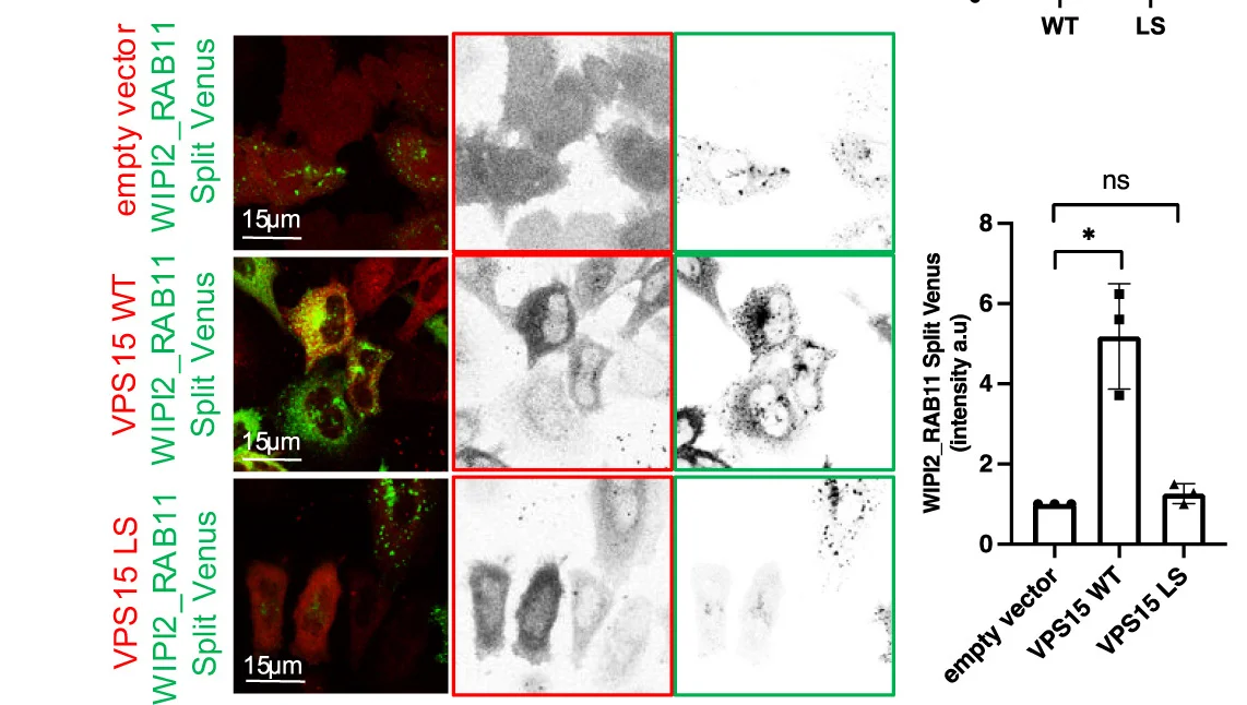 Open access visualization of Bar Plot, Microscopy, HeLa Cells, Transfection, Empty Vector