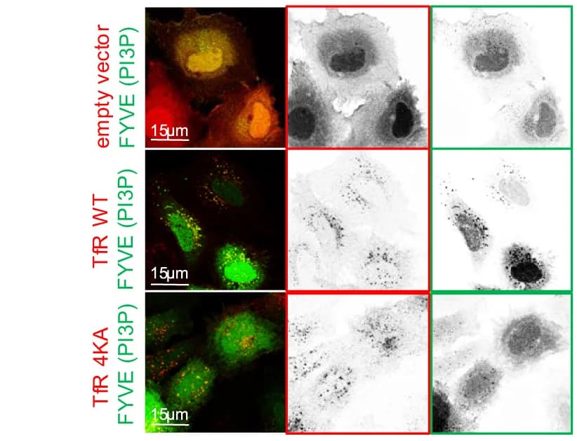 Open access visualization of Microscopy, HeLa Cells, Transfection, Empty Vector, TfR-pHuji