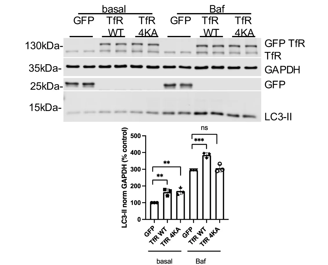 Open access visualization of Gel, Bar Plot, HeLa Cells, Transfection, pEGFP