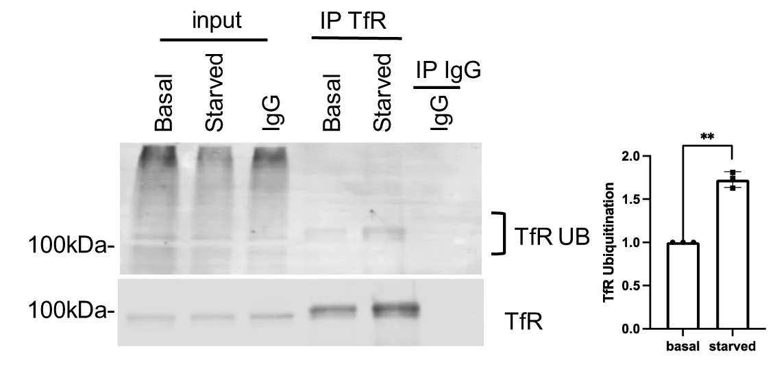 Open access visualization of Bar Plot, Error Bars, Gel, HeLa Cells, Bafilomycin A1