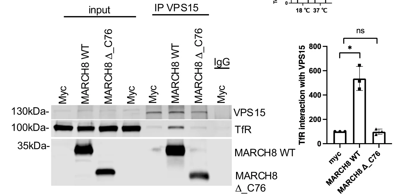 Open access visualization of Gel, Bar Plot, Error Bars, HeLa Cells, Myc-Empty Vector