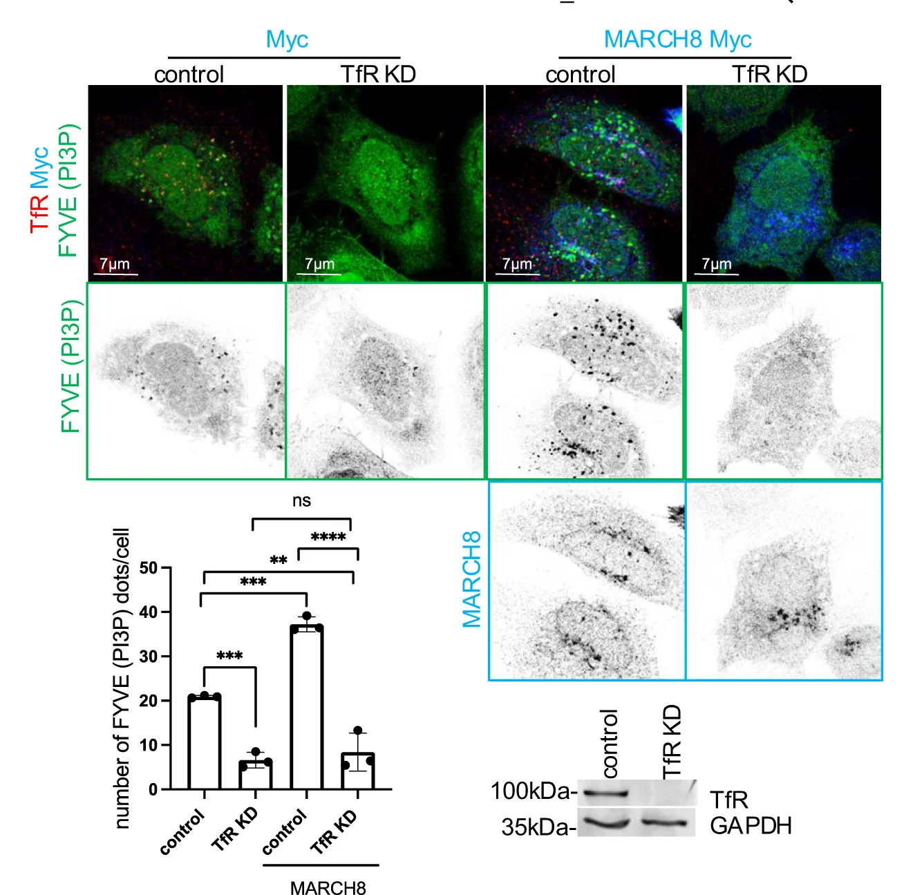 Open access visualization of Microscopy, Bar Plot, Gel, Error Bars, HeLa Cells