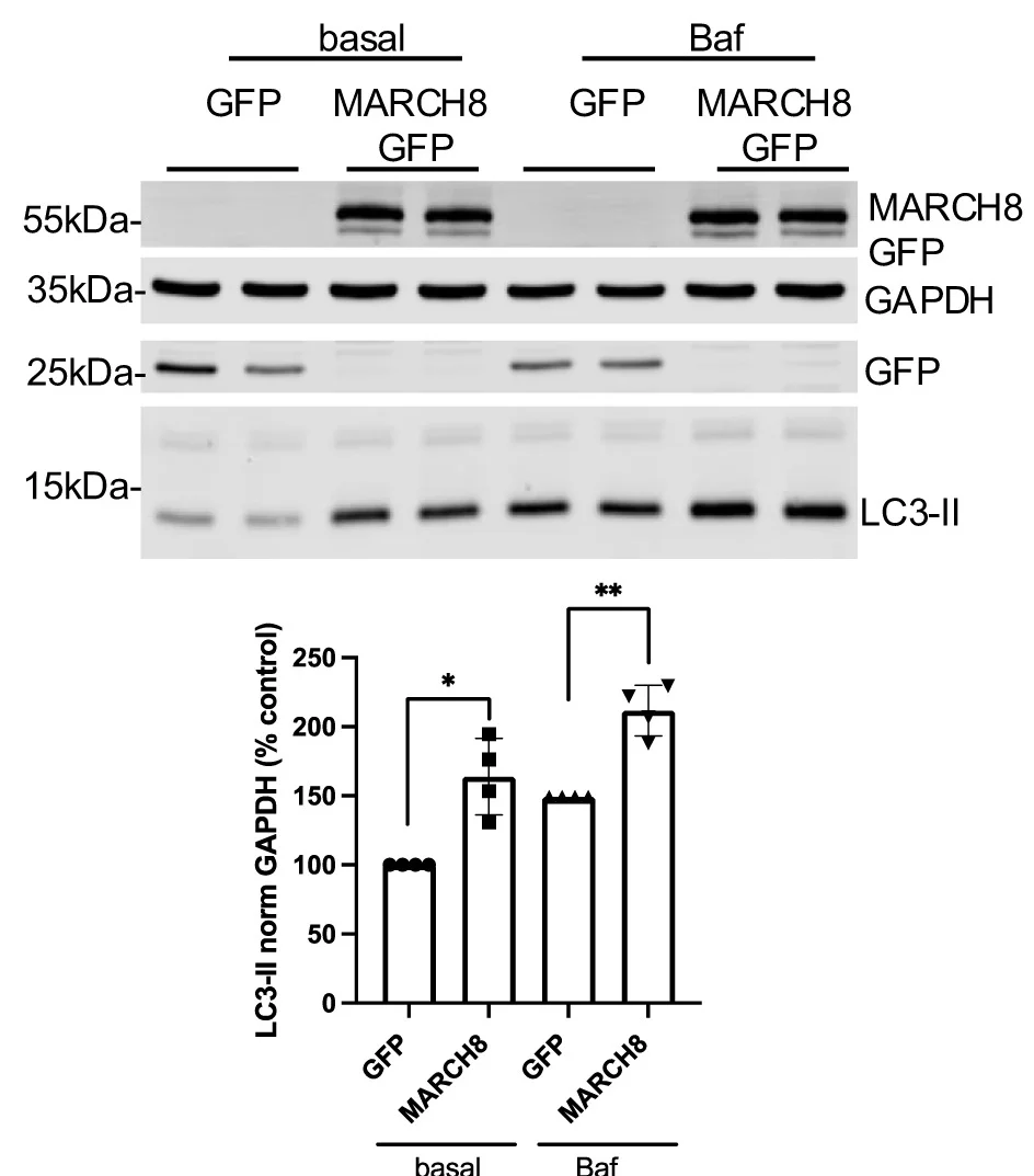 Open access visualization of Bar Plot, Gel, HeLa Cells, pEGFP Empty Vector, pEGFP-MARCH8