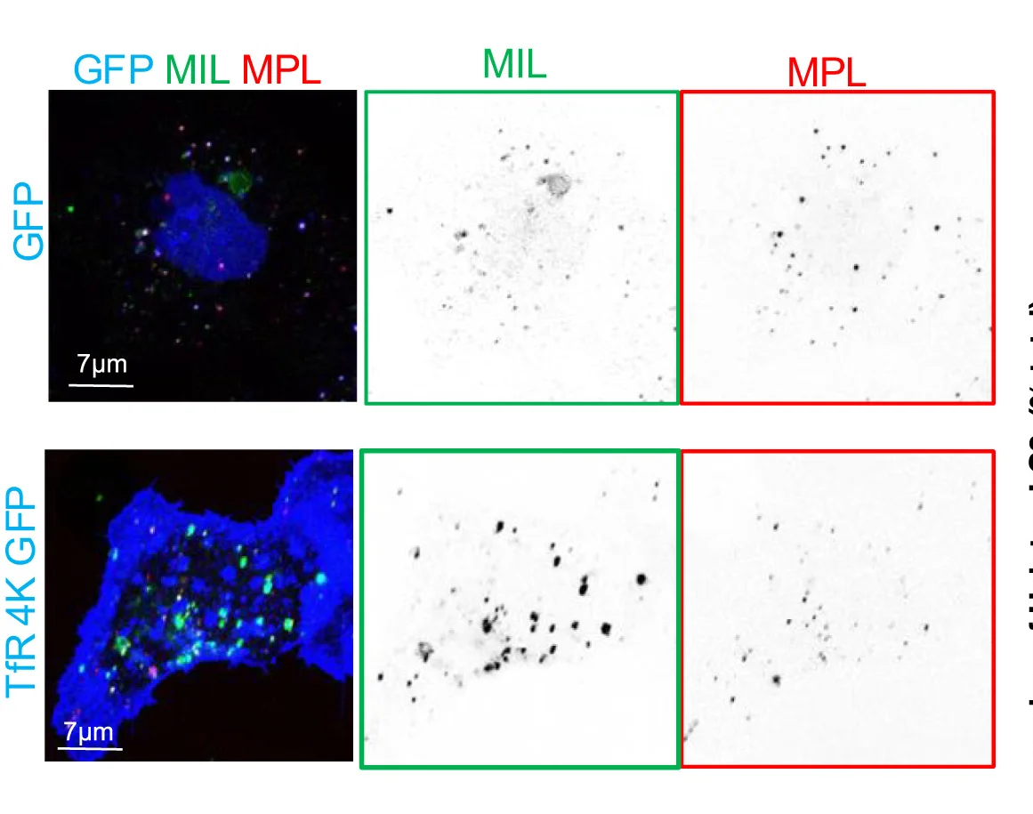 Open access visualization of Microscopy, U-2 OS Cells, HaloTag-LC3, Phagophores, Nascent Autophagosomes
